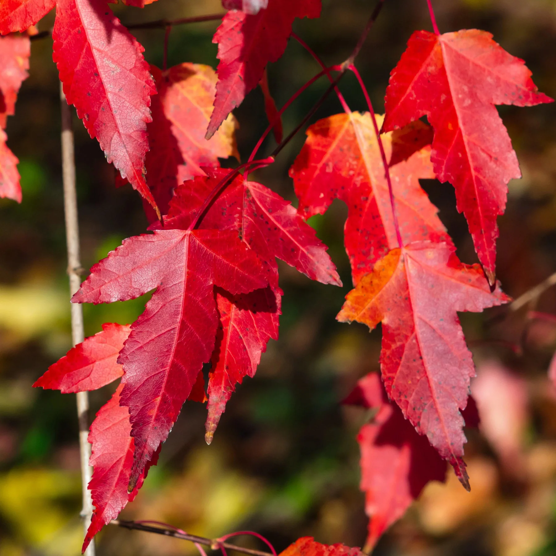 <p>Acer ginnala </p>