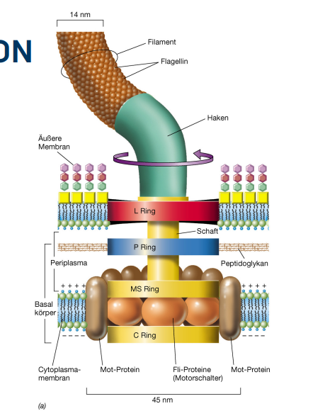 <p>Geißeln dienen bei Bakterien der aktiven Fortbewegung und können auch als Antigene wirken (wie das H-Antigen bei E. coli).</p>