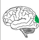 <ul><li><p>Visual cortex <strong>processes visual information from the eyes</strong></p></li><li><p>Enables <strong>object recognition, motion detection, and spatial awareness</strong></p></li><li><p>Primary visual cortex is in the <strong>occipital lobe</strong></p></li><li><p>Visual processing starts in the <strong>retina</strong> (light hits photoreceptors)</p></li><li><p>Signals are sent from the retina to the brain via the <strong>optic nerve</strong></p></li><li><p>Most signals go to the <strong>thalamus</strong>, which acts as a relay station to the visual cortex</p></li><li><p>A small number of signals go to areas controlling <strong>circadian rhythms</strong></p></li><li><p>Visual information is <strong>contralateral</strong>:</p><ul><li><p>Right hemisphere processes <strong>left visual field</strong></p></li><li><p>Left hemisphere processes <strong>right visual field</strong></p></li></ul></li><li><p>The visual cortex has <strong>different areas for processing different features</strong> (e.g. colour, shape, movement) </p></li></ul><p></p>