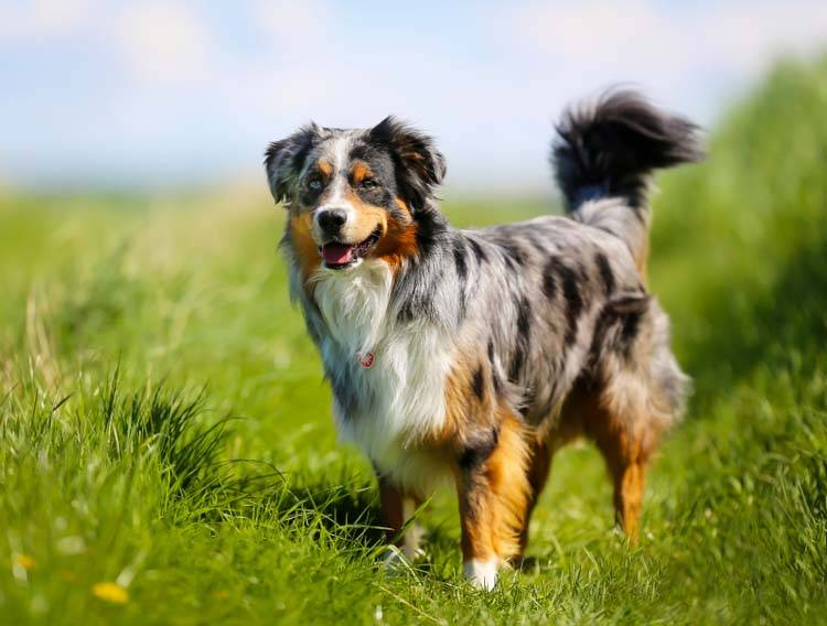 <p>Australian Shepherd</p>