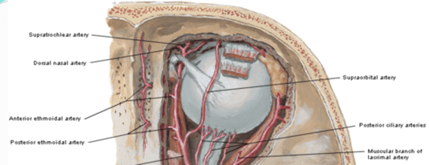 <p>What areas do the anterior and posterior ethmoidal arteries supply?</p>