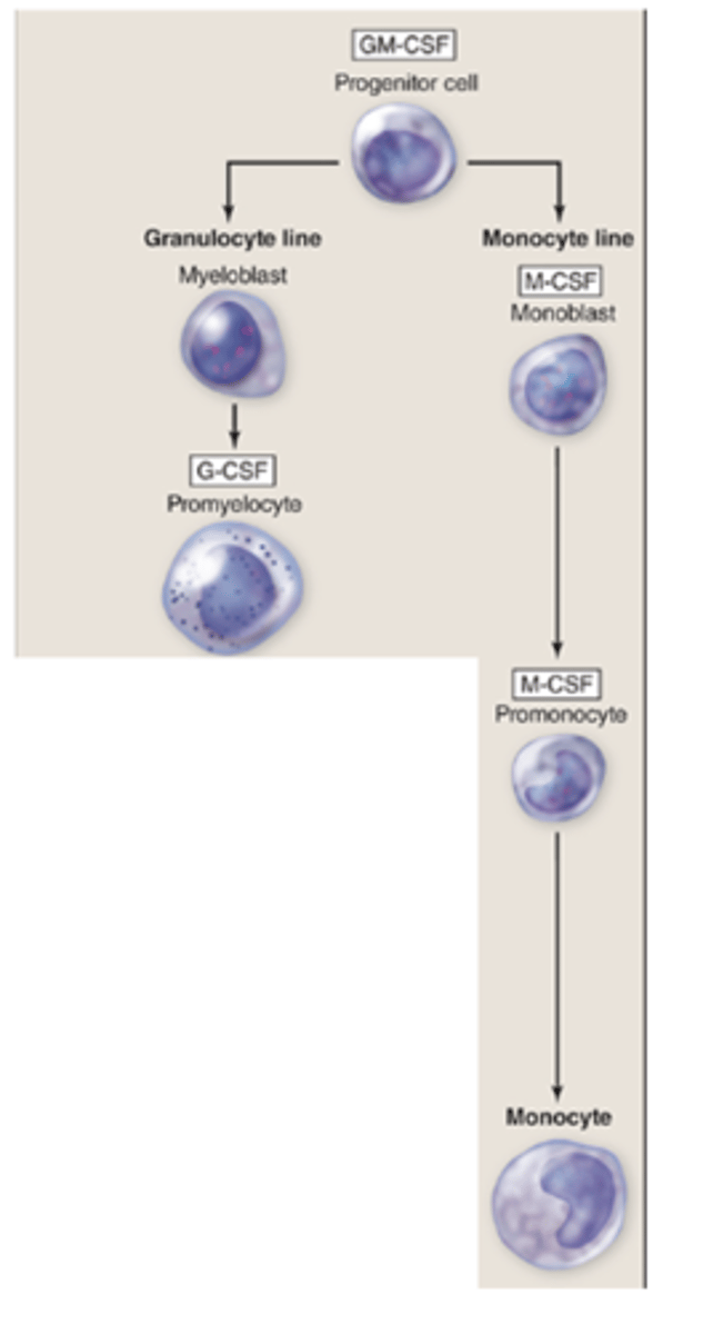 <p>From which progenitor do monocytes originate?</p>
