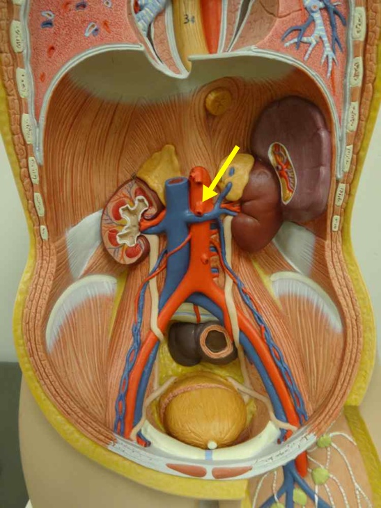 <p>Name the structure</p>