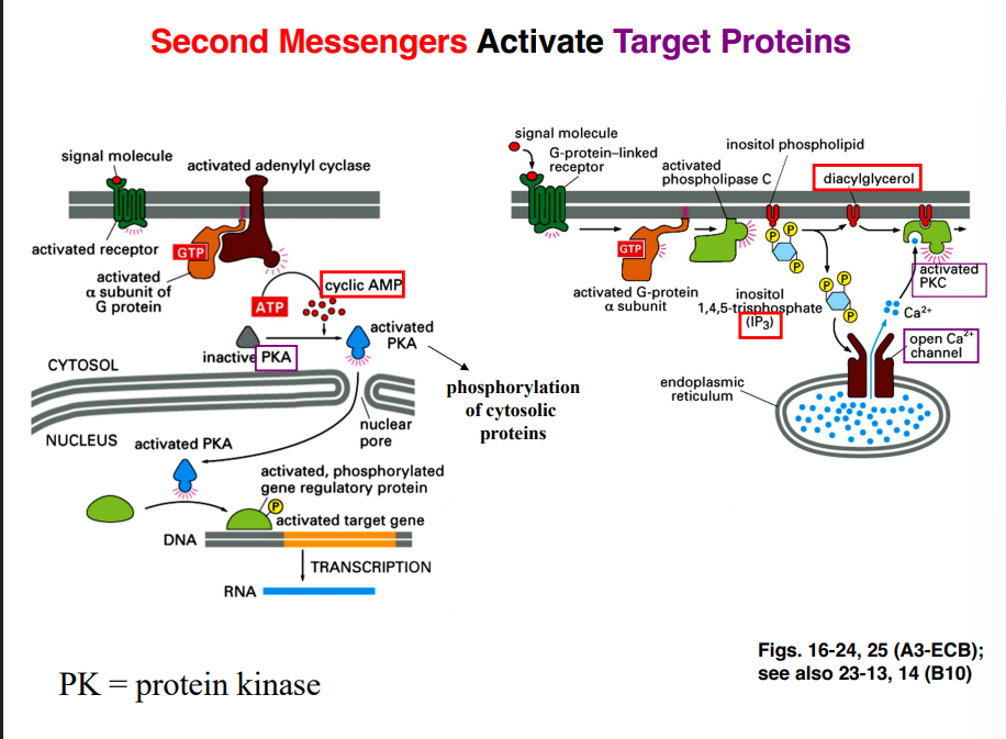 <p><span style="background-color: transparent;"><strong>What Secondary Messengers Do — Activating Target Proteins</strong></span></p>