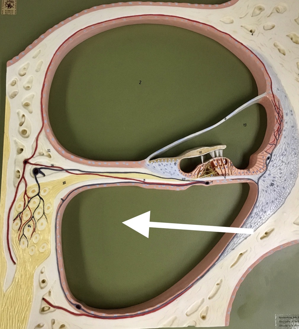 <p><span>name the specific SPACE at the end of the arrow's point</span></p>