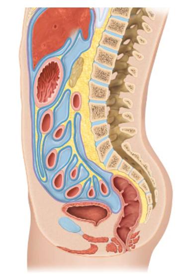 <p>The outer connective tissue layer found in the organs located outside the peritoneal cavity within the alimentary canal. </p><ul><li><p>Composed of <strong>dense irregular connective tissue</strong></p></li><li><p>Supports digestive organs and anchor them to surrounding structures </p></li></ul><p></p>