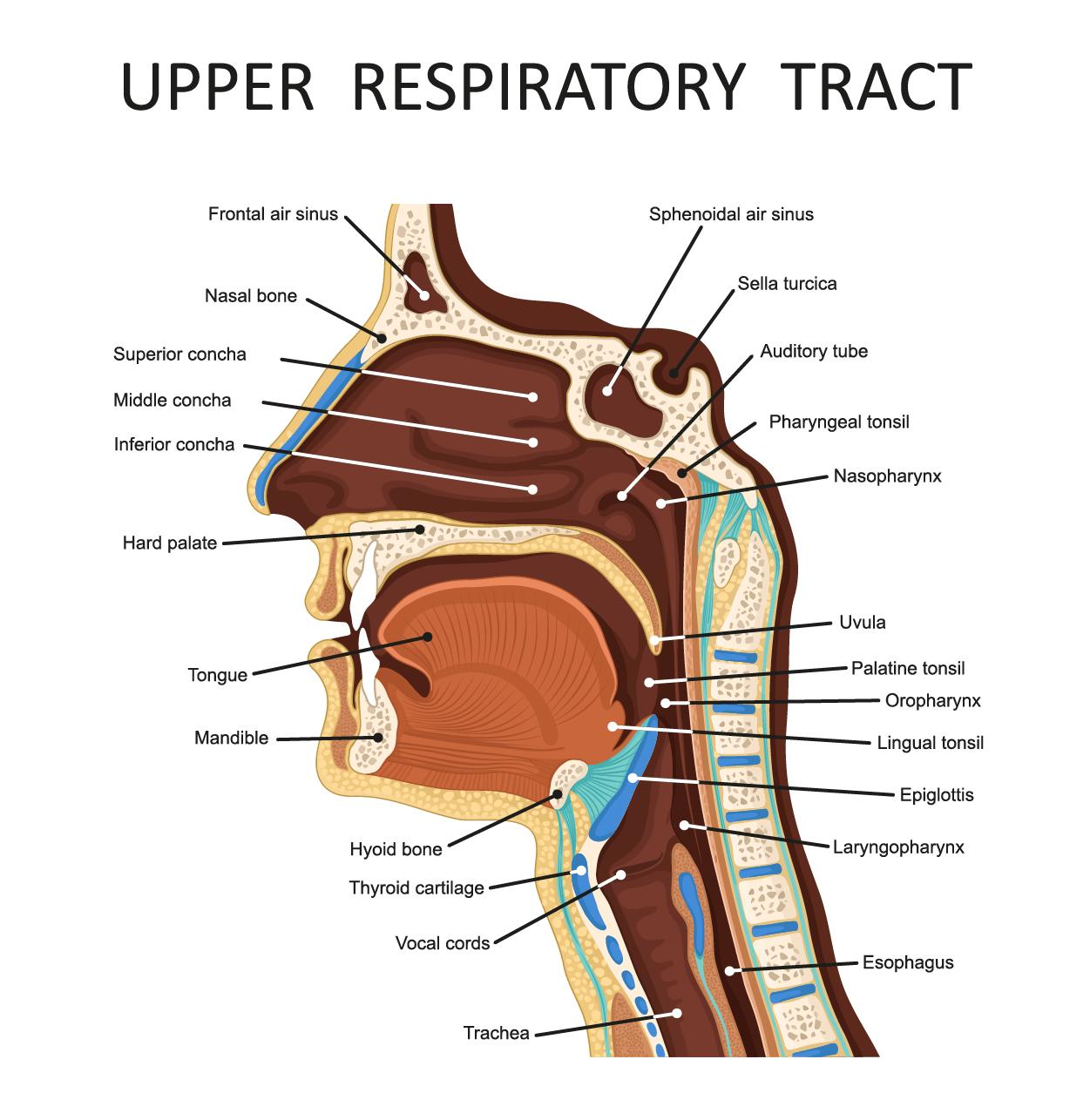 <p>Upper respiratory tract</p>