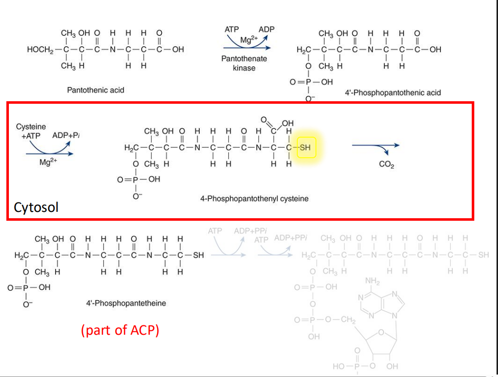 <p>semi accessible sulfur moiety</p>