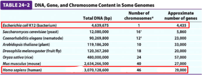 <p>The largest amount of the number of genes is found within what specific part of a eukaryotes </p>