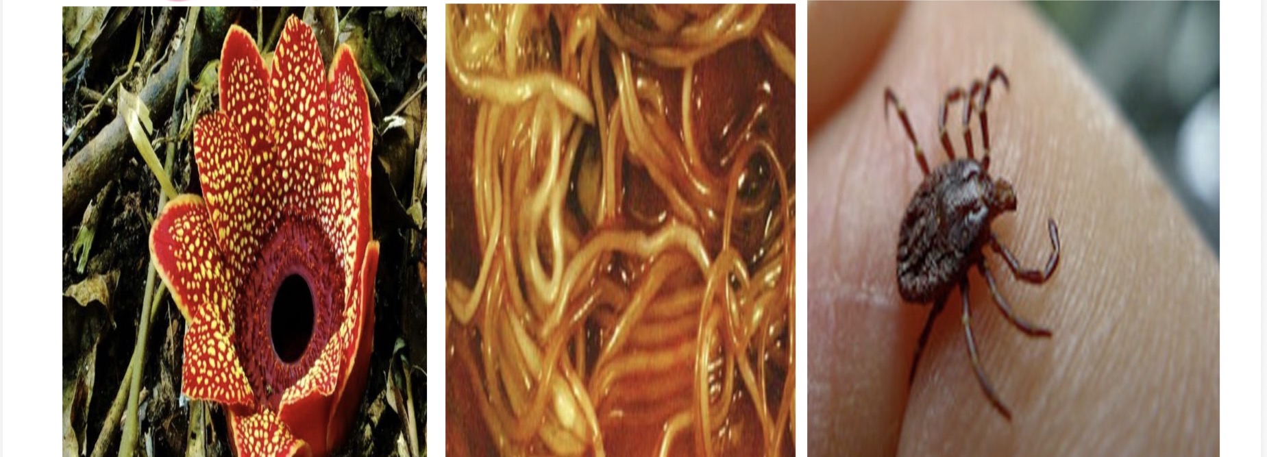 <p>identify relationship</p><p>roles and organisms</p>