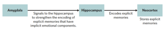 <p><span>Consists of 6 layers and is part of the Cerebral Cortex. Covers most of the brain & consist of the 4 lobes. Involved in high-order mental processes (language, attention and memory).</span></p><p class="MsoNormal"><span>Stores explicit Memories: Memories are stored within locations depending on type of sensory memory and where it is processed.</span></p><p><span style="font-family: Aptos, sans-serif; line-height: 115%;">Due to long-term memories being stored in various locations within neocortex, neural connections can be formed between different memories. </span></p>