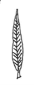 <p>skinny, very veiny</p><ul><li><p>sir lanceolate is very skinny</p></li></ul><p></p>