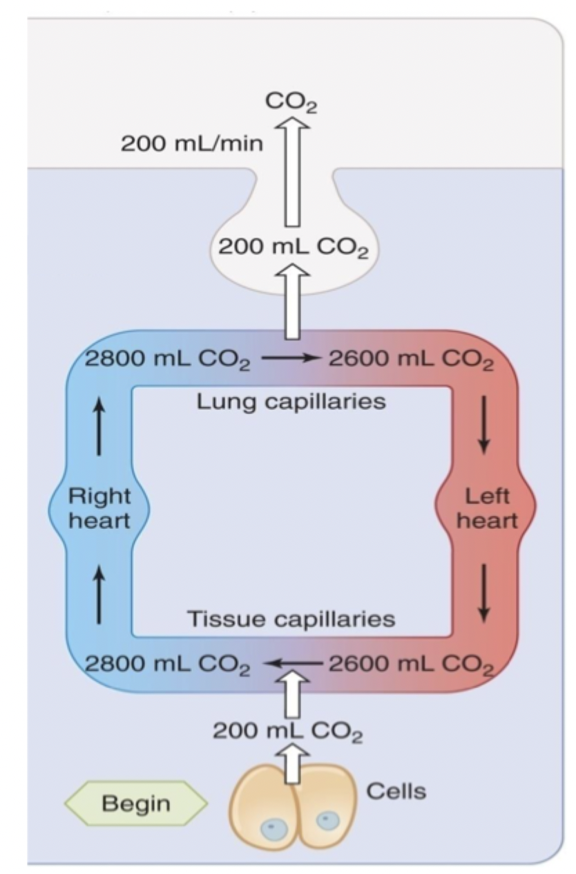 <p>CO2 is made in the cells and diffused into the blood → travels to right heart at greater vol → goes to lung capillaries where CO2 is exhaled → travels to the left heart at lower vol → arrives at tissue capillaries </p>