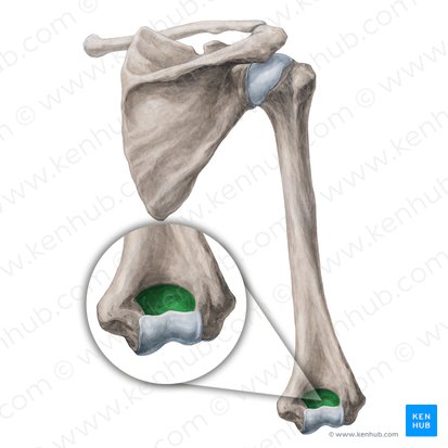 <p>Name the specific part of the bone in color</p>