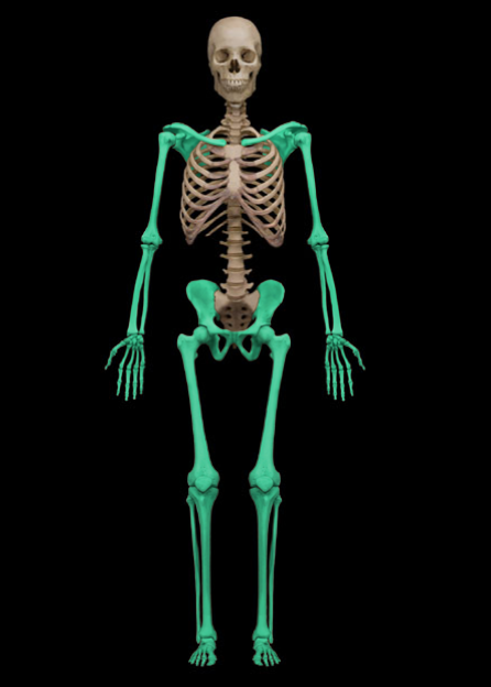 <p>These bones are part of the…</p>