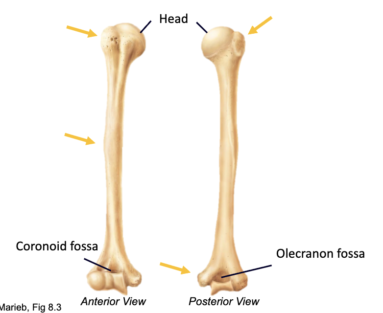 <p>Articulations: proximal (scapula) distal (radius, ulna)</p><p>Fossae: articulate with ulna</p><p>Tubercles/tuberosities: muscle attachment</p>