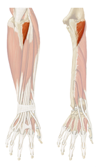 <p>short, triangular elbow muscle on posterior side; extends elbow joint and abducts ulna during pronation</p>