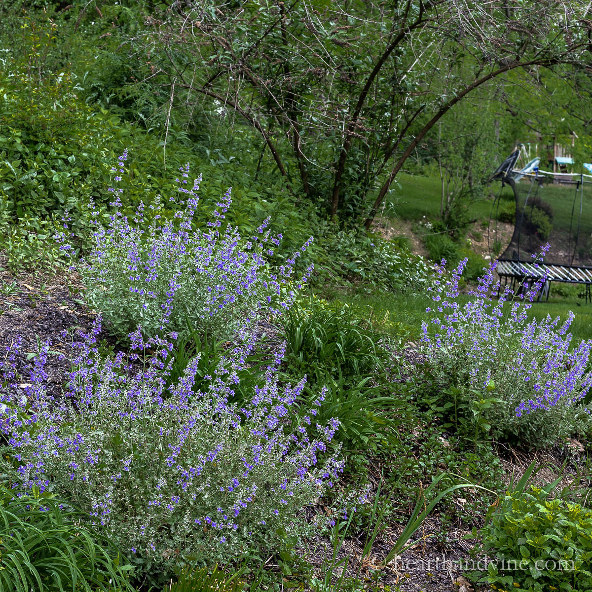 <p>Catmint/Calamint</p>