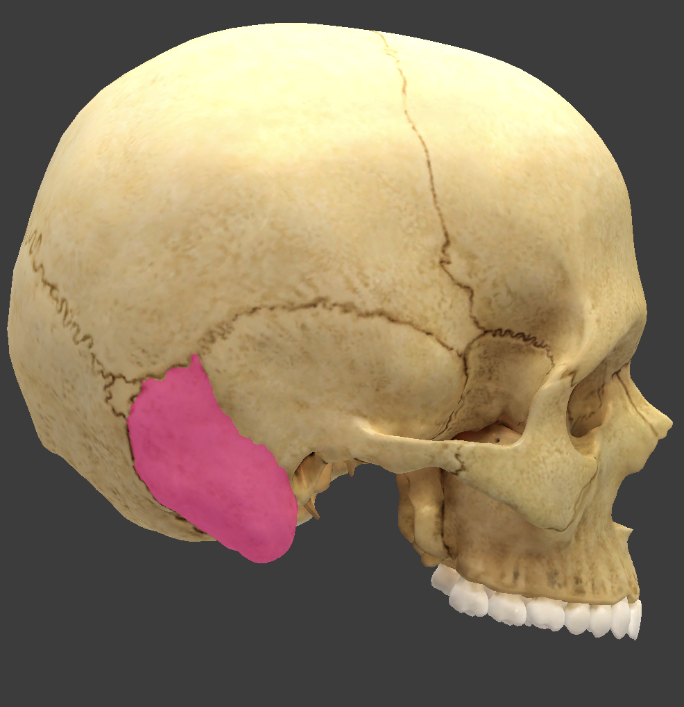 <p>bone/structure highlighted in pink </p>
