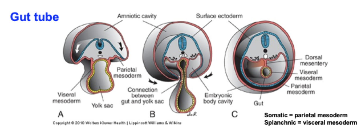 <p>Lateral folding of the embryo completes the gut tube. With lateral folding, mesoderm is recruited to gut wall. Mesodermal layer of the gut tube from splanchnic mesoderm. Somatic mesoderm lines body cavity. </p><ol><li><p>start with the trilaminar embryo: after gastrulation, you have endoderm (inside), mesoderm, and ectoderm (outside). The endoderm will form the epithelium of the gut and its derivatives. </p></li><li><p>Embryo folds in the median (head-tail) plane: Cranial (head) folding bends the cardiogenic region and endoderm into a blind-ended tube (creates the foregut). Caudal (tail) folding does the same at the caudal end (forms the hindgut). </p></li><li><p>Lateral folding closes the ventral body wall: the embryo folds from both sides towards the midline. The endodermal sheet is rolled into a tube, and the yolk sac is pinched, leaving a narrow connection. </p></li><li><p>Continuous primitive gut tube is formed: the endoderm now forms a single continuous tube from cranial to caudal: foregut (cranial), midgut (open to yolk sac), hindgut (caudal). </p></li><li><p>Mesoderm invests the tube: splanchnic mesoderm surrounds the endodermal tube → forms gut wall connective tissue, smooth muscle, and visceral peritoneum. Somatic mesoderm lines the body wall → parietal peritoneum. The space between becomes the peritoneal cavity. </p></li><li><p>Regional patterning of the gut tube: signalling gradients (e.g., HOX) specify regions. </p></li><li><p>The breakdown of both ends of the tube = future mouth and anus. </p></li></ol><p></p>