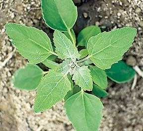 <p>Identify the weed</p>