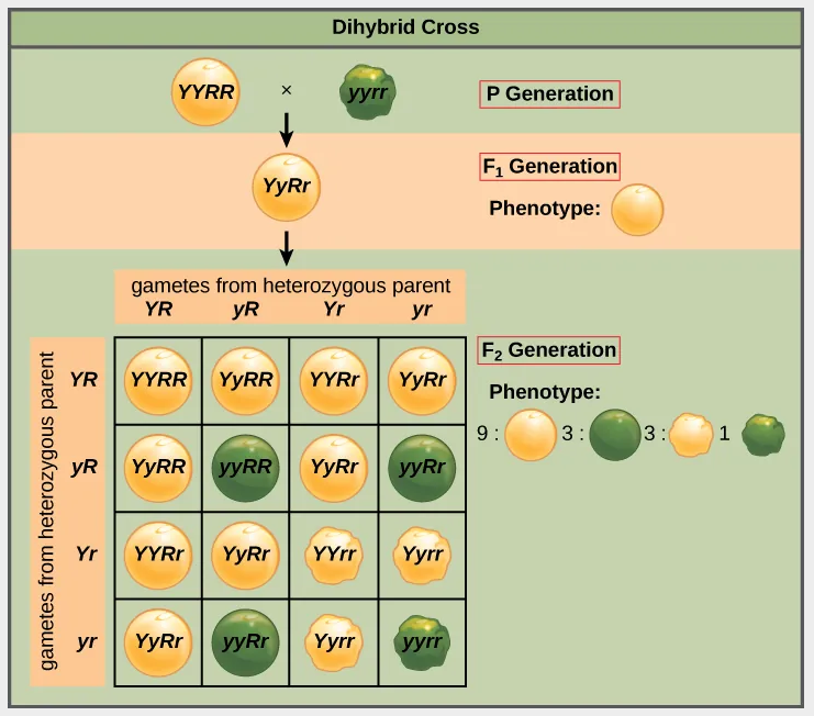 <p><span>the result of a cross between two true-breeding parents that express different traits for two characteristics</span></p>