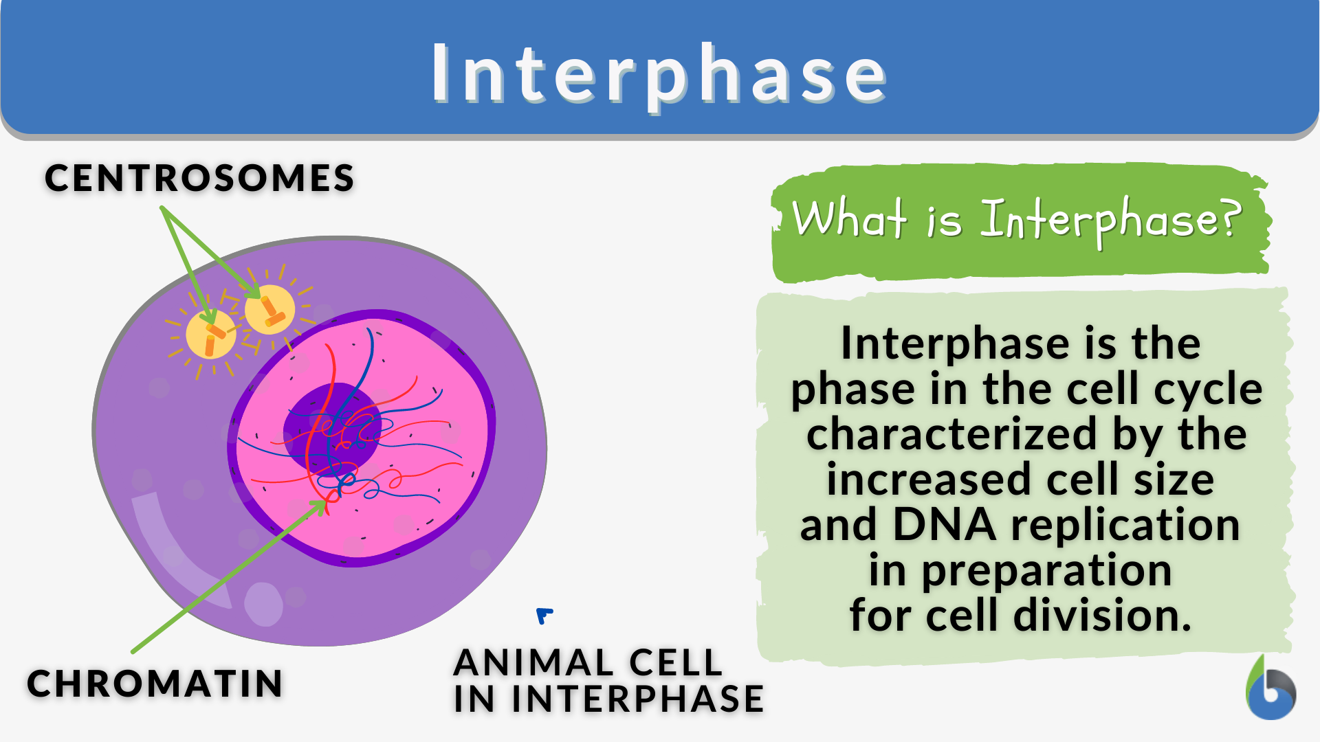 <p>Interphase</p>