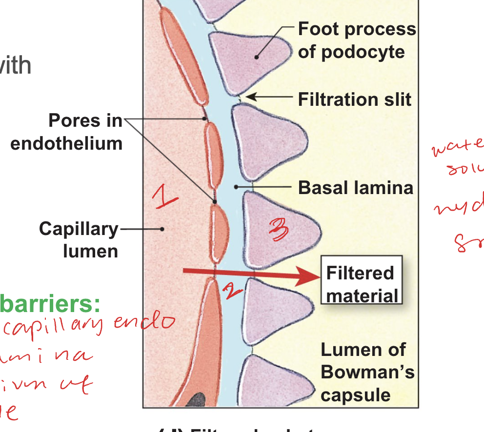 <ol><li><p>glomerulus capillary endo</p></li><li><p>basal lamina</p></li><li><p>epithelium of capsule</p></li></ol><ul><li><p>fenestrated capillaries with large pores </p></li><li><p>filtered substances pass through endothelial pores and filtration slits.</p></li><li><p>water soluble, hydrophobic, small</p></li></ul><p></p><p></p>