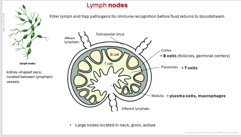 <p><strong>Filter lymph </strong>and <strong>trap pathogens </strong>for immune recognition before fluid returns to bloodstream.</p><p></p><p>• Large nodes located in <strong>neck</strong>, <strong>groin</strong>, <strong>axillae </strong></p><p></p><p><strong>kidney-shaped sacs,</strong></p><p>located between lymphatic vessels</p><p>→ B cells (<strong>follicles</strong>, <strong>germinal centers</strong>)</p><p>→ Paracortex: <strong>T cells</strong></p><p>→ Medulla: <strong>plasma cells</strong>, <strong>macrophages</strong></p><p></p><p></p>
