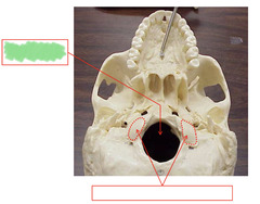 <p>Inferior View of the Skull</p>