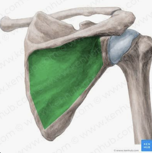<p>Which bone is this?</p>