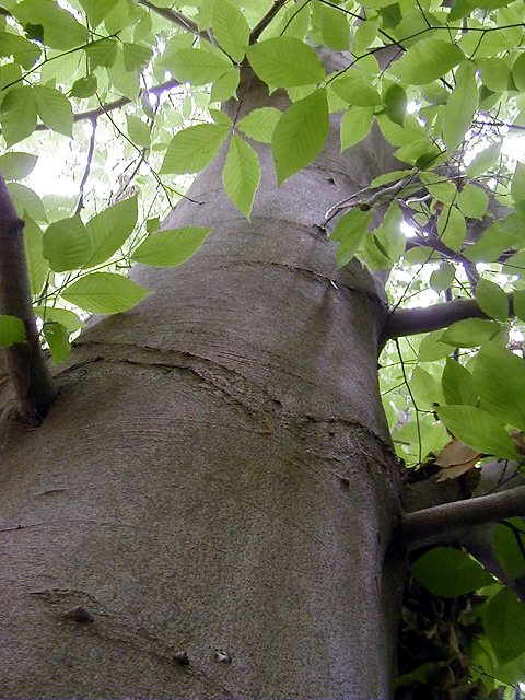 <p>common name</p>