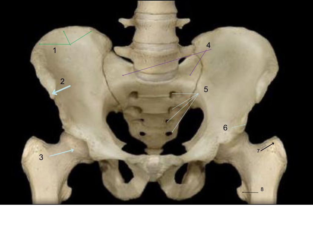<p>what is #3 pointing at?</p>