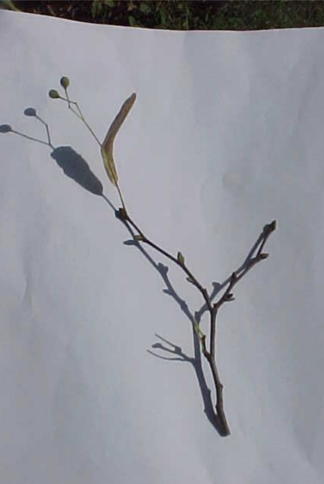 <p>What is this branch?</p>