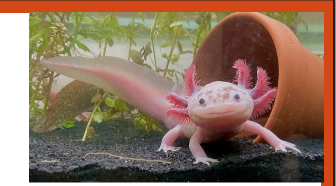 <p>name this animal</p>