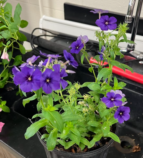 <ul><li><p>reduced/no petiole</p></li><li><p>five-petaled flower</p></li><li><p>simple to obovate foliage</p></li></ul><p></p>