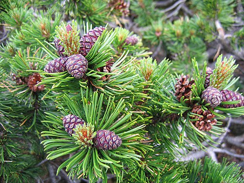 <p>Sosna górska kosodrzewina</p><p>Pinus mugo</p>