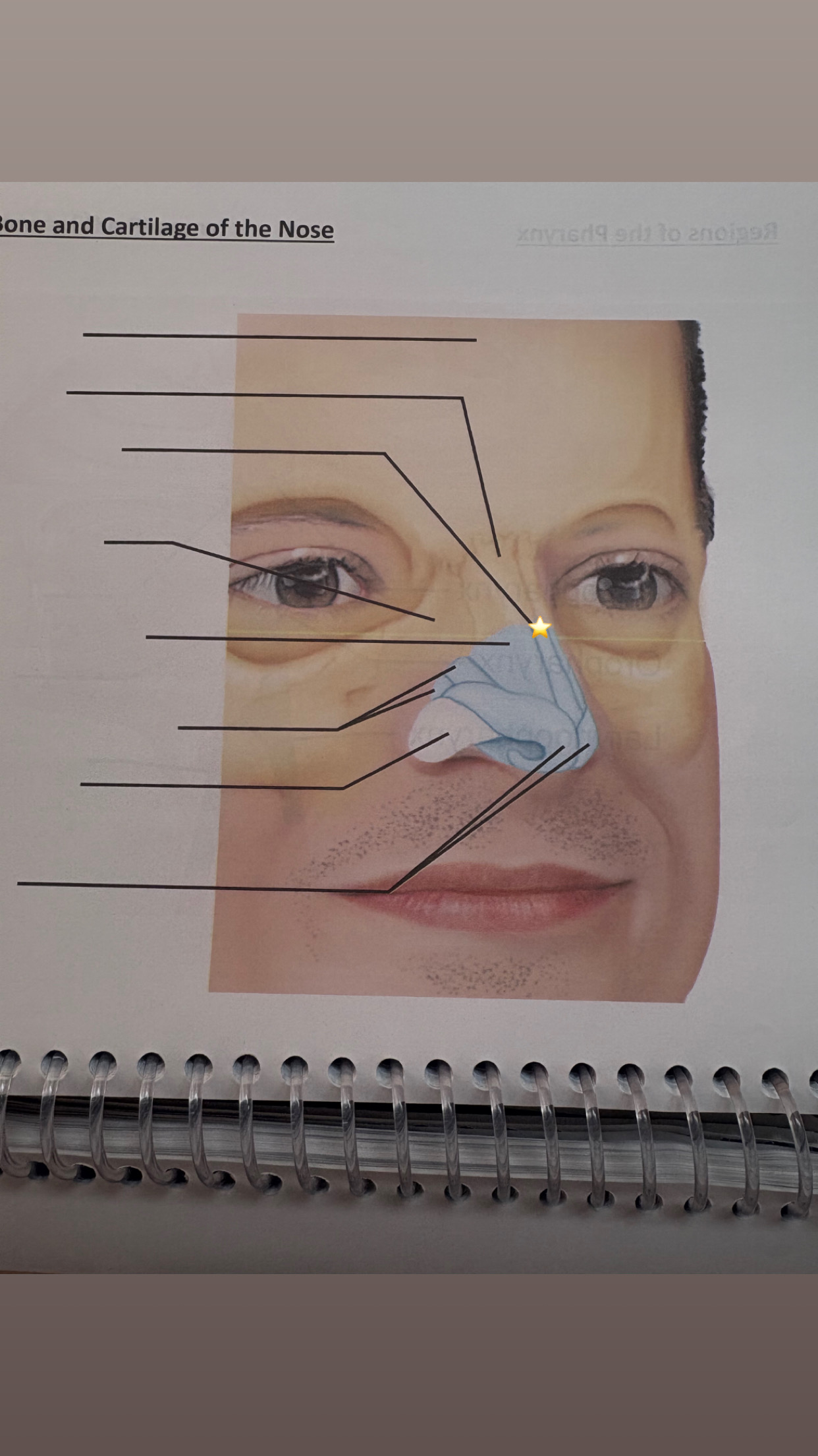 <p>label the starred structure</p>