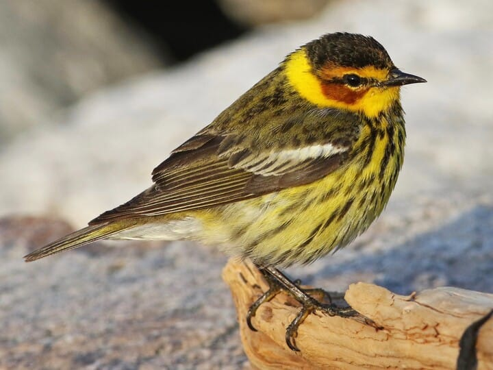 <p>cape may warbler </p><p>black crown <br>yellow face w/ chestnut cheek </p>
