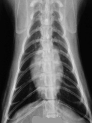 <p>Normal or abnormal?</p>