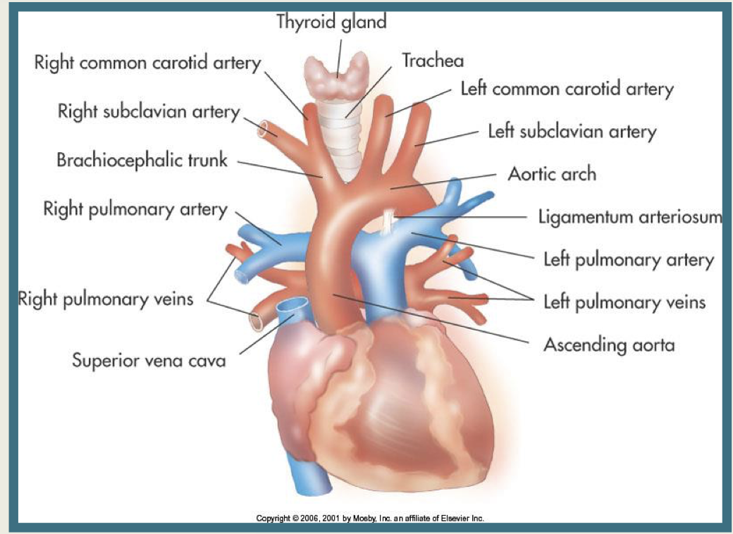 <p>Heart</p>