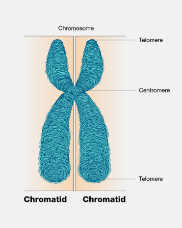 <p>chromatid</p>