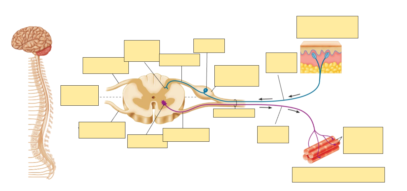 <p>Pathway of PNS + CNS integration @ spinal cord [Image]?</p>