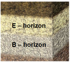 <p><strong>B-horizon (syn. subsoil)</strong></p><p>• Zone where substances leached out from above layers accumulate (enriched in metals leached from the A horizons)</p>