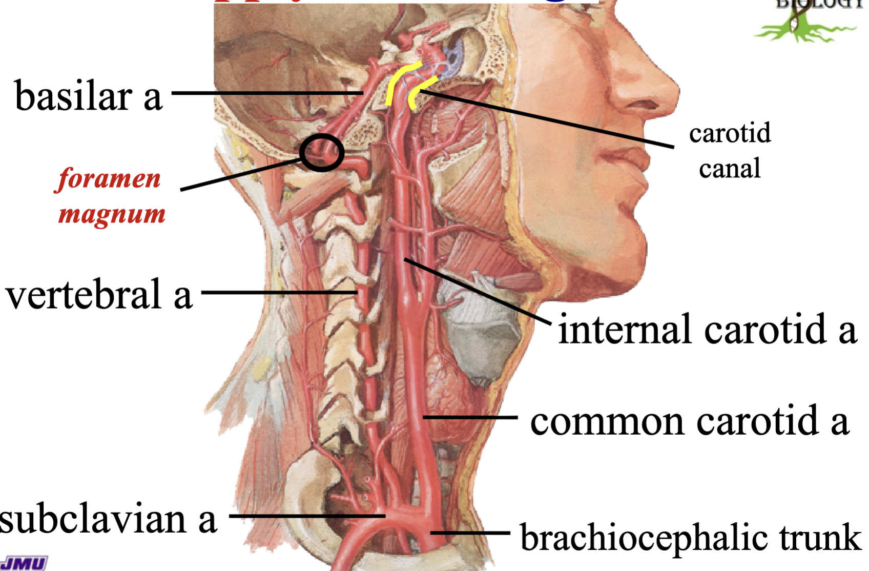 <ul><li><p>subclavian artery</p></li><li><p>vertebral artery</p></li><li><p>basilic artery</p></li></ul><p>the <strong>vertebral artery runs along the <u>spine</u> and passes through the <u>foramen magnum</u> once inside, it becomes the <u>basilar artery</u></strong></p>