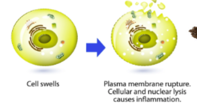 <p>cell is damaged or starved of oxygen/nutrients </p><ol><li><p>cell swells and bursts, causing inflammation</p></li><li><p>when an organism dies, all of its cells die via necrosis </p></li></ol><p></p>