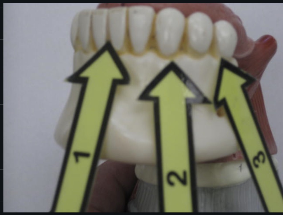 <p>Teeth </p>