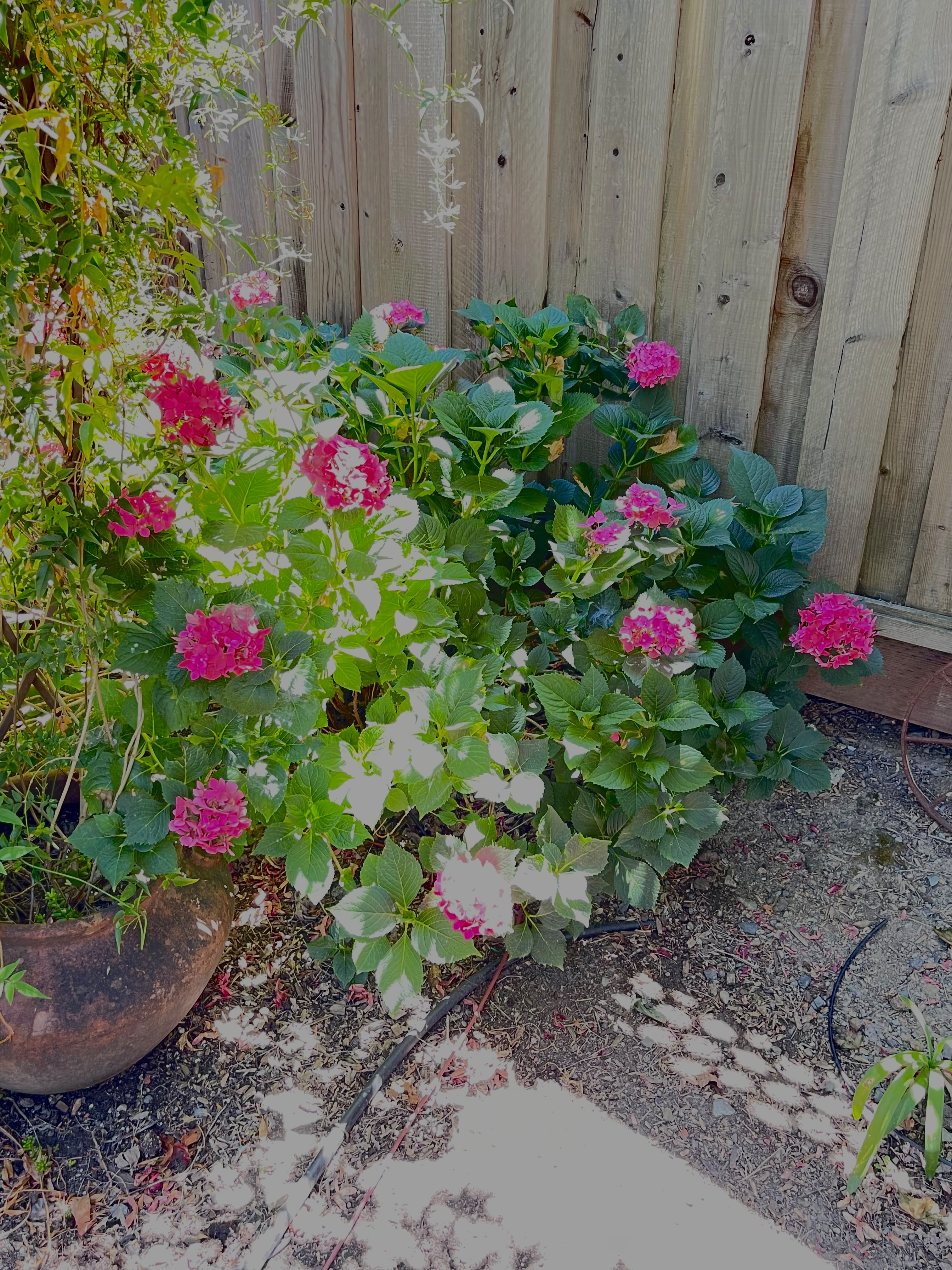 <p>Hydrangea </p>