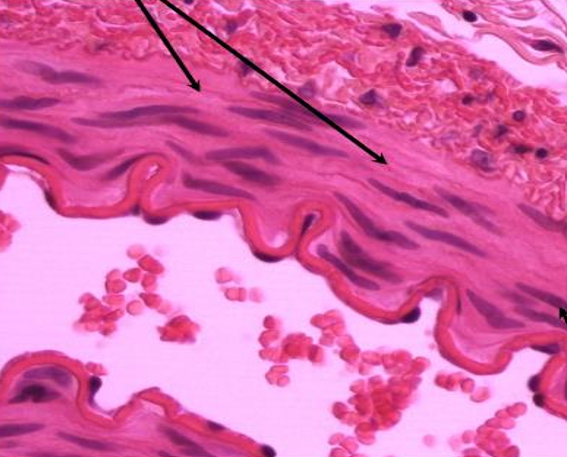 <p>name it → see it</p><p>long, no striations, packed close in sheets, spindle shaped, uninucleate</p><ul><li><p>stomach, intestines, arteries/veins, uterus, pupils, arm hairs</p></li></ul><p></p>