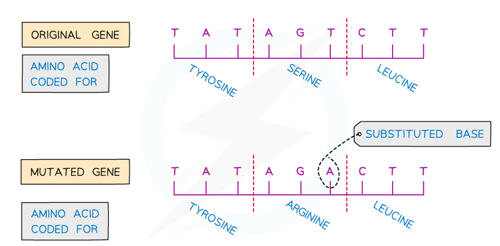 <p>One nucleotide in the DNA sequence is replaced by another → (likely to be a silent mutation which does not change amino acid sequence)</p>